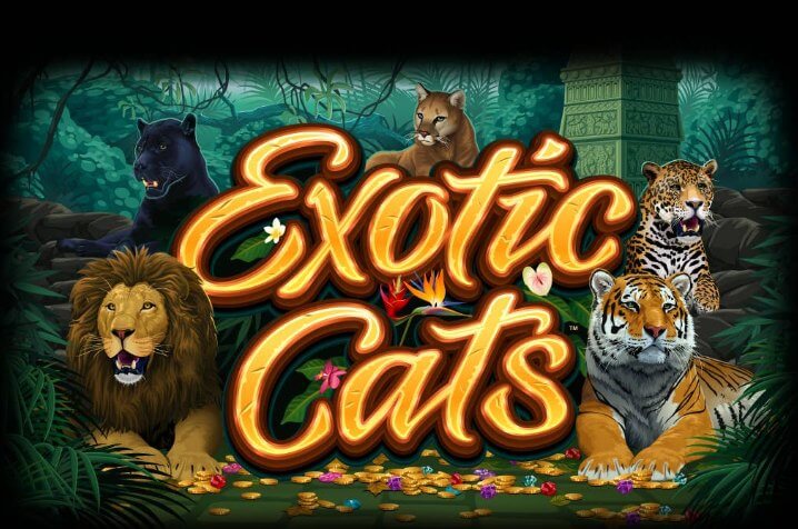 Vind på 243 måder i Microgamings spilleautomat Exotic Cats